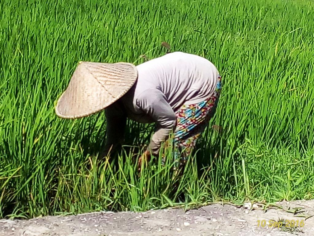 Grandpa Guest House Canggu  Luaran gambar